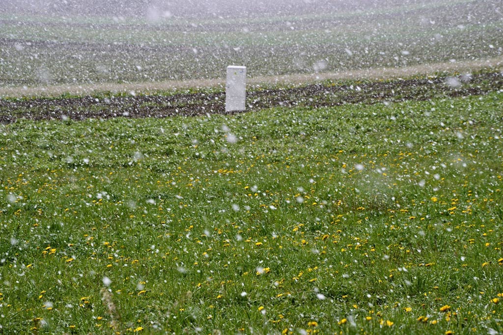 Dandelions. There are not puff balls and dispersing seeds. This is snow