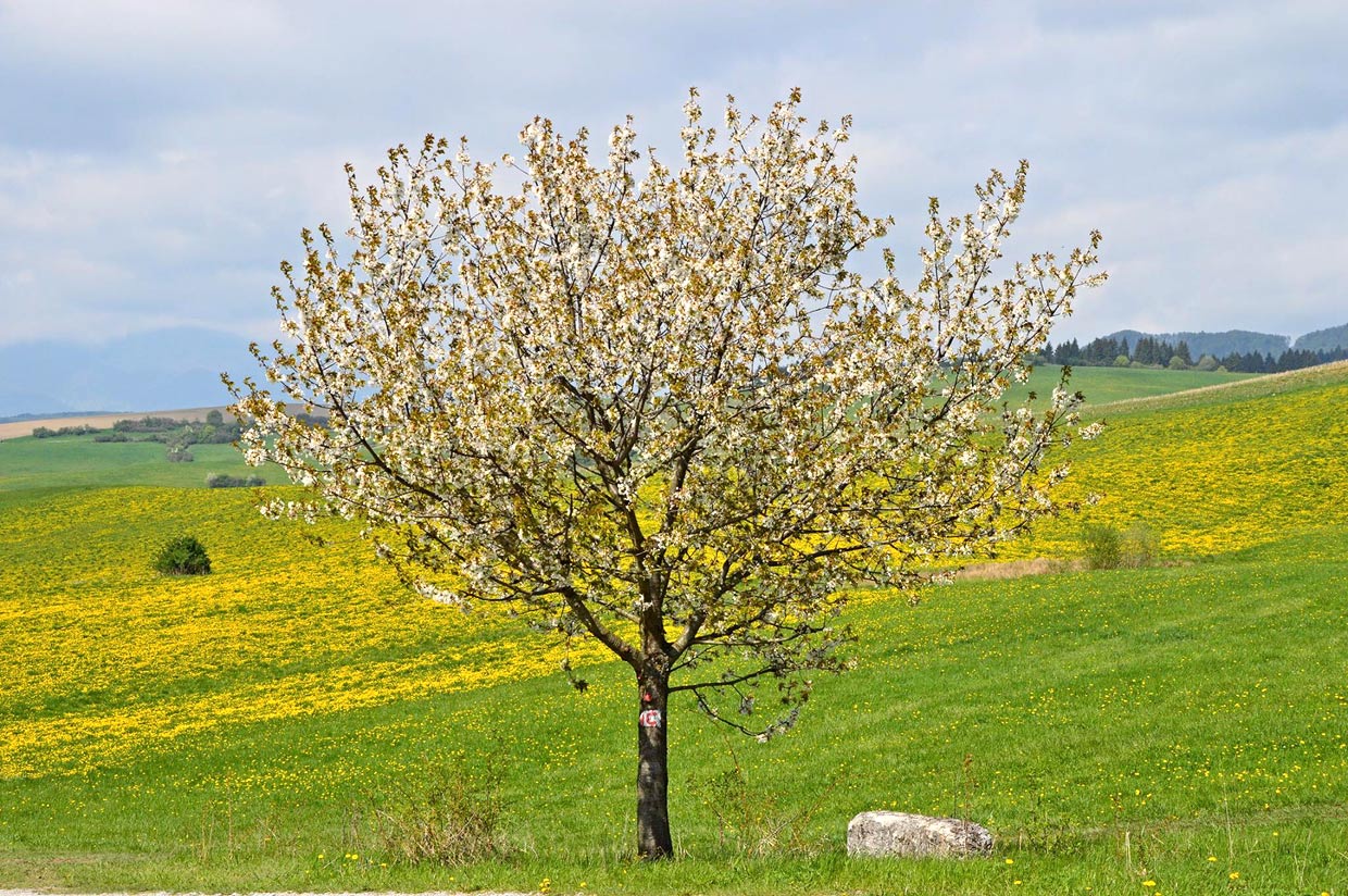 Spring Idyll from Turiec Region