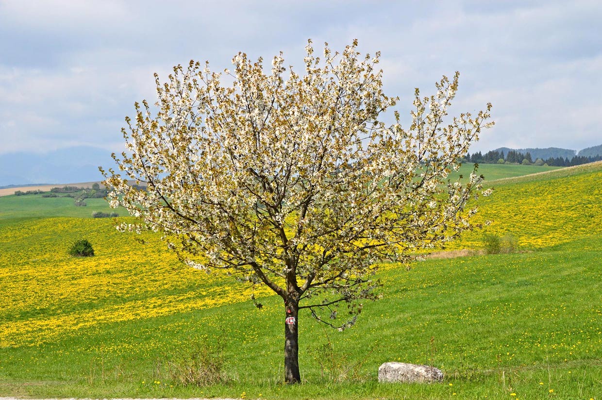 Chladné dni spôsobili, že čerešne kvitnú súčasne s púpavkami. Jedno krajšie ako druhé