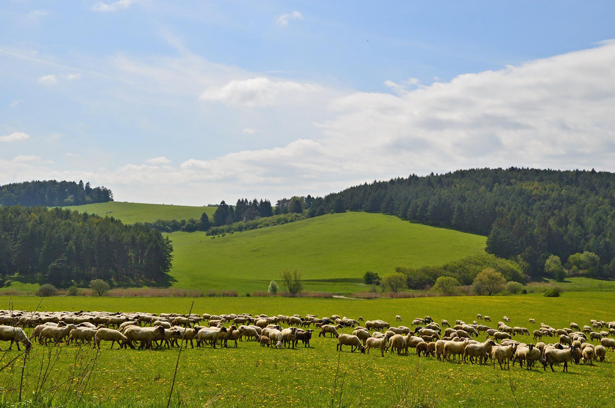 Near Zlata Horka