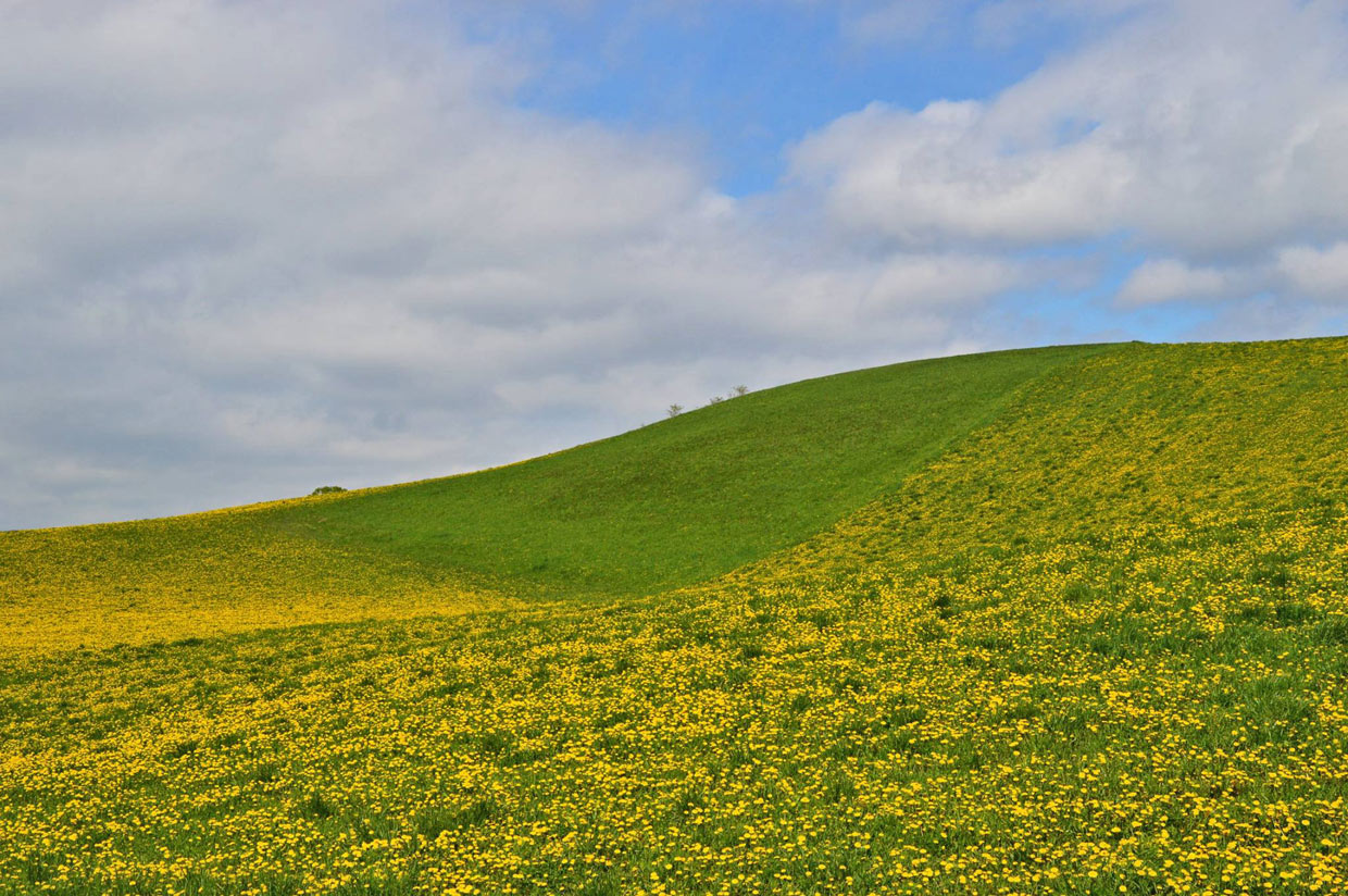 Carpet of flowers above Turčiansky Jasen