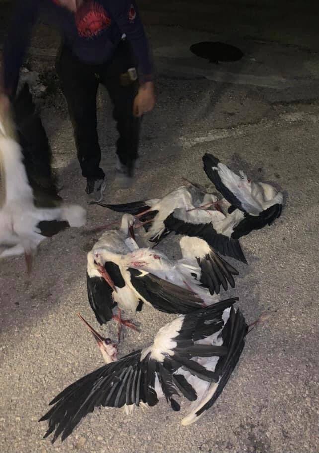 Tieto bociany sa do svojich hniezd nevrátia. Stali sa obeťami najkrutejšieho zo všetkých predátorov