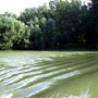 The Danube River branches 6