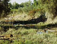 Vyschnuté ramená na ostrove pod Gabčíkovom