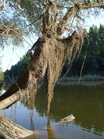 Vlasy Deda Vševeda v dunajskom ramene