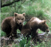 Medvede hnedé - fotografia z knihy Rozjímanie s medveďmi