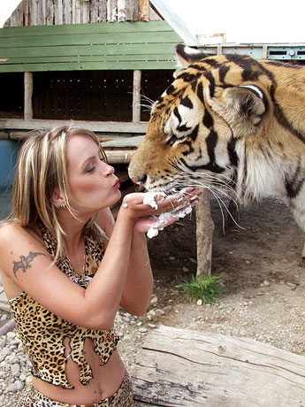 Oasis of Siberian Tiger