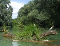 V dunajských ramenách