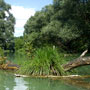 Danute River branches
