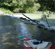 In the Danube River branches