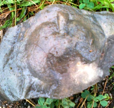 Rocky  apple from the Devonian period