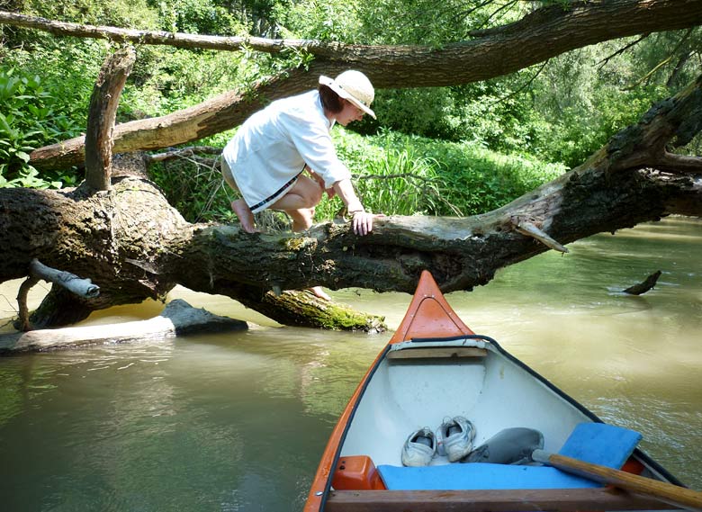 Fallen trees - obstacles in some parts of Danube River branches