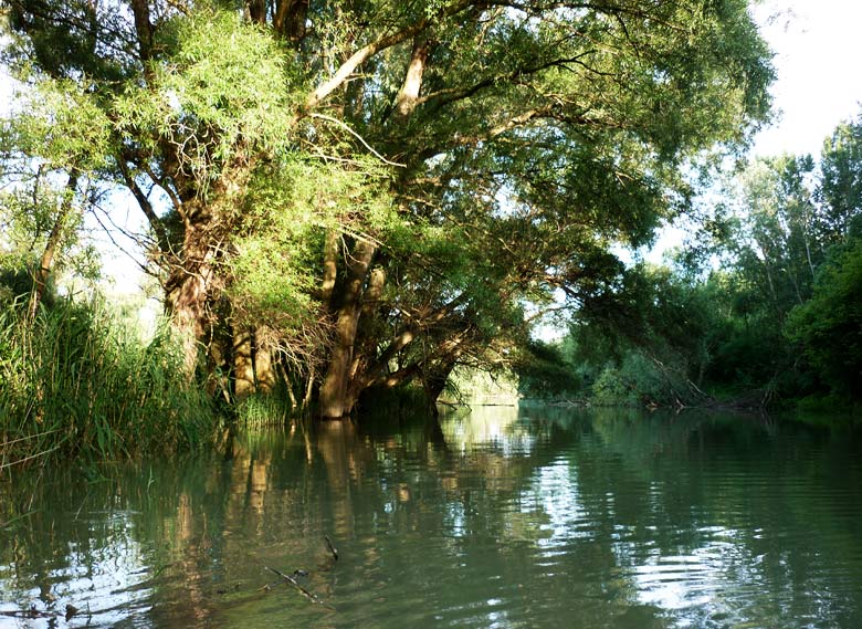 Still in Danube River branches