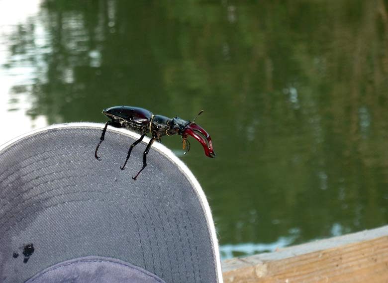 Lucanus Cervus