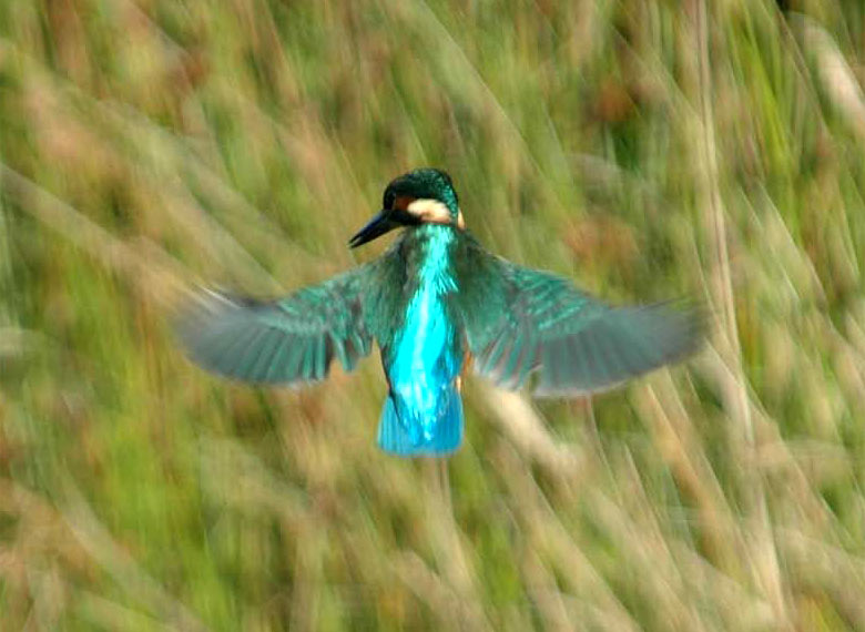 Meeting with a kingfisher