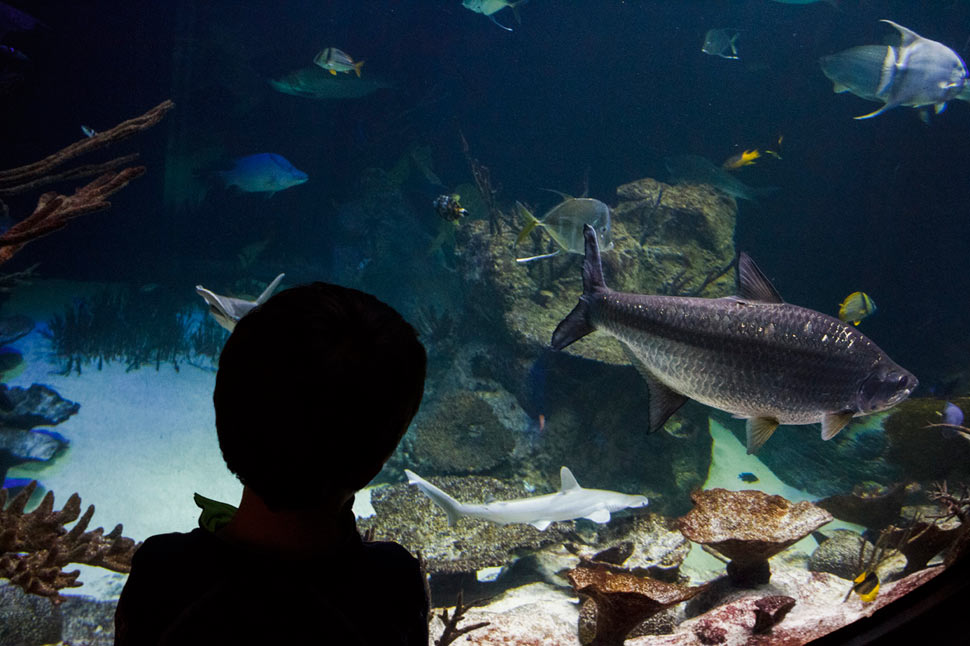 Morské akvárium na 11. poschodí