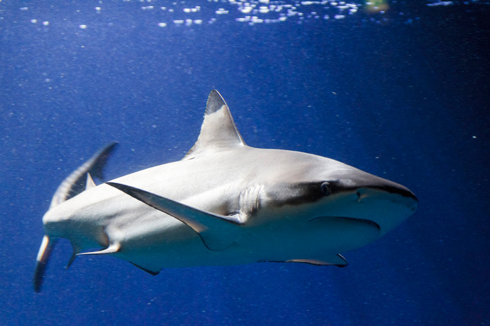 V Dome morí vo Viedni