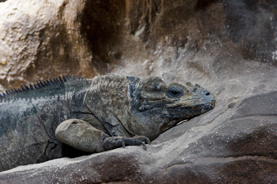 Terárium v Dome morí vo Viedni