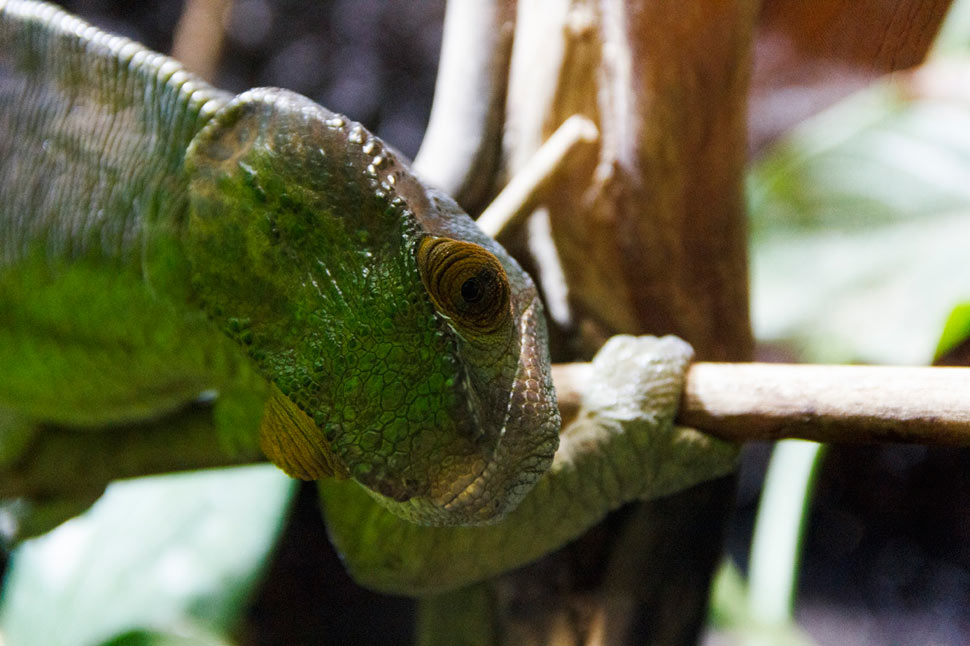 Terárium v Dome morí vo Viedni