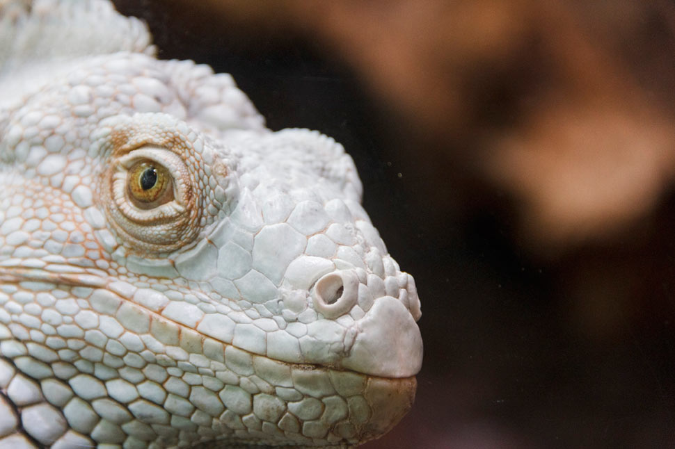 Terárium v Dome morí vo Viedni