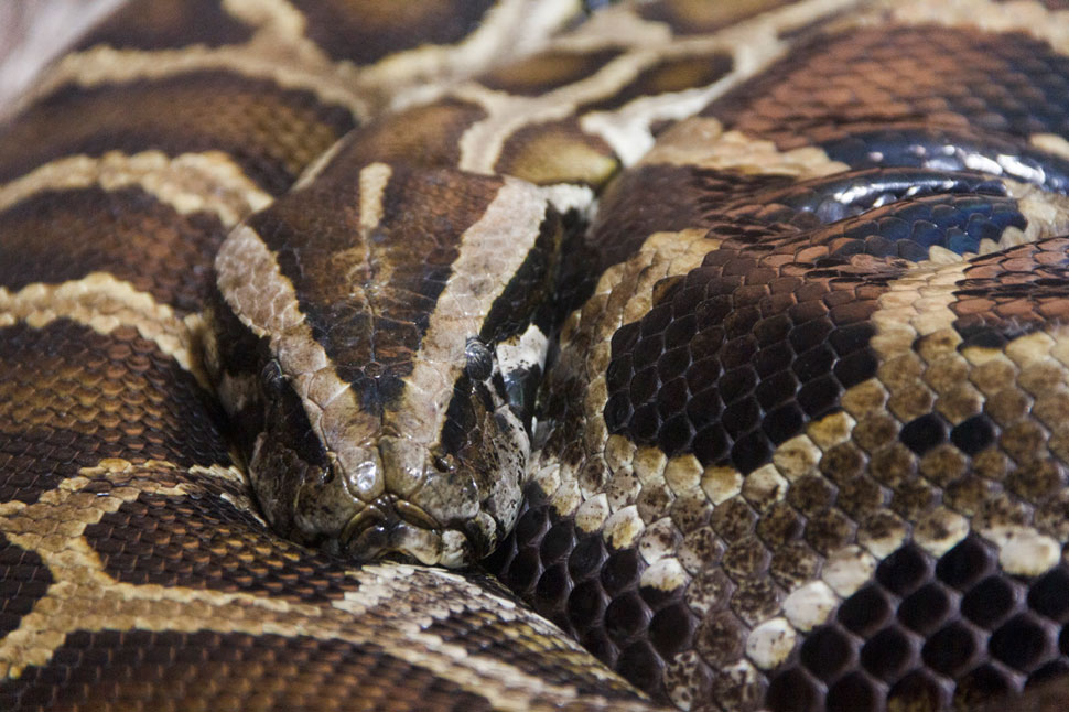 Terárium v Dome morí vo Viedni