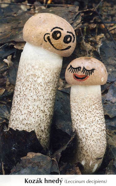 Painting by Ivan Bajo, photo of mushrooms by unkown author