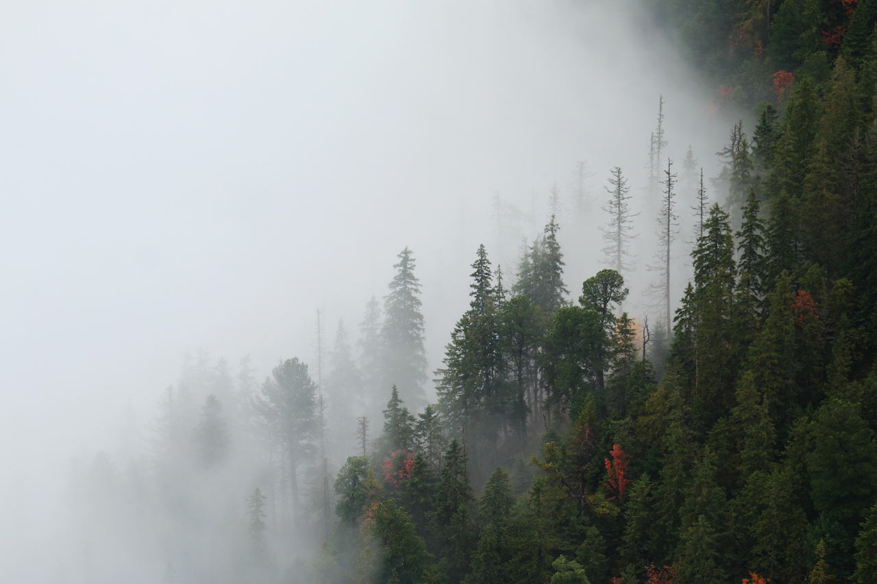 Z filmu Nesmrteľný les