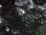Vodný tunel v prehrádzke obsadili pavúky. Koncom septembra sa zachytávajú do pavučiny vlákna babieho leta.