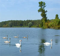 Danube River branches - swans