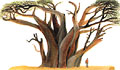 Baobab (Adansonia digitata)