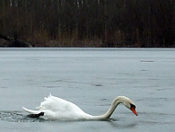 Bodícke rameno, 1. marec 2009 - labuť na ľade