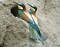 Merops Apiaster