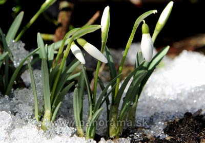 Spring is comming in Slovakia.