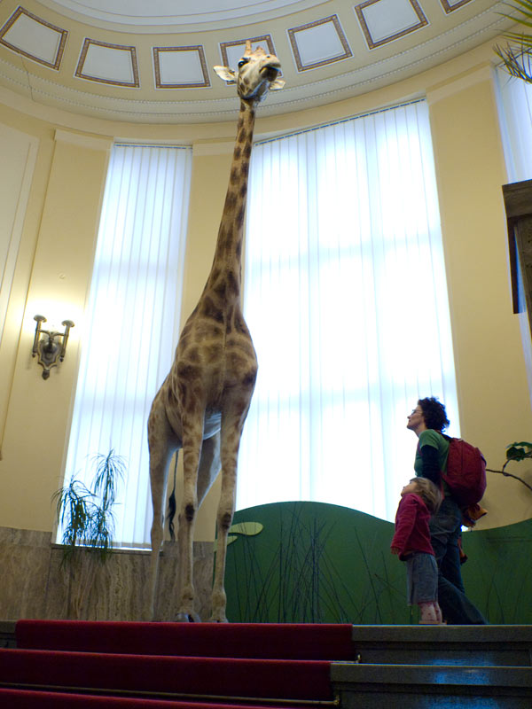 Žirafa v Slovenskom národnom múzeu v Bratislave