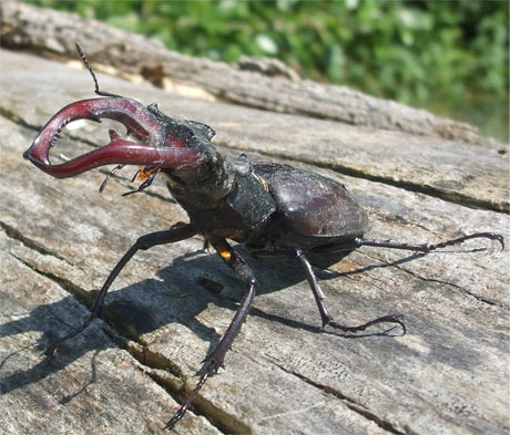 Stag beetle (Lucanus Cervus) from the area of the Danube River branches