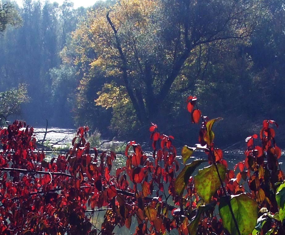 Fall in the Danube River Branches