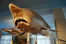 Model of the Giant Sturgeon in The Slovak National Museum