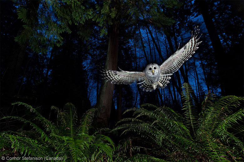 Wildlife photographer: The flight path