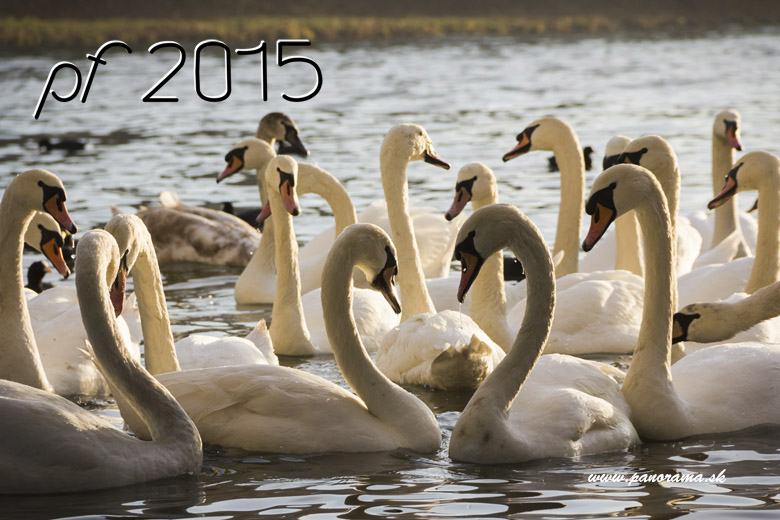 New Year Card , swans 2