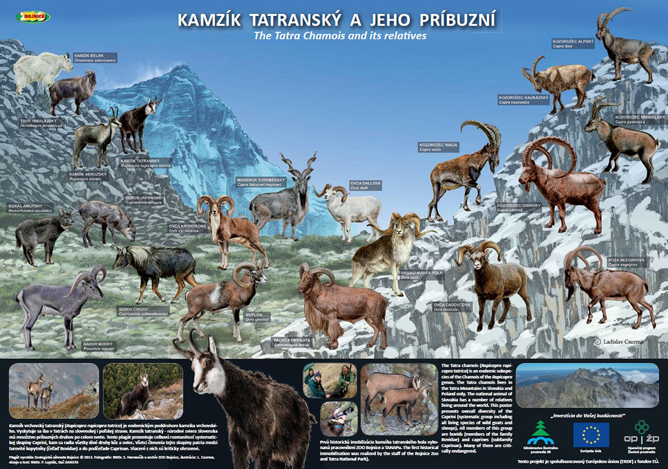 Poster The Tatra Chamois and its relatives