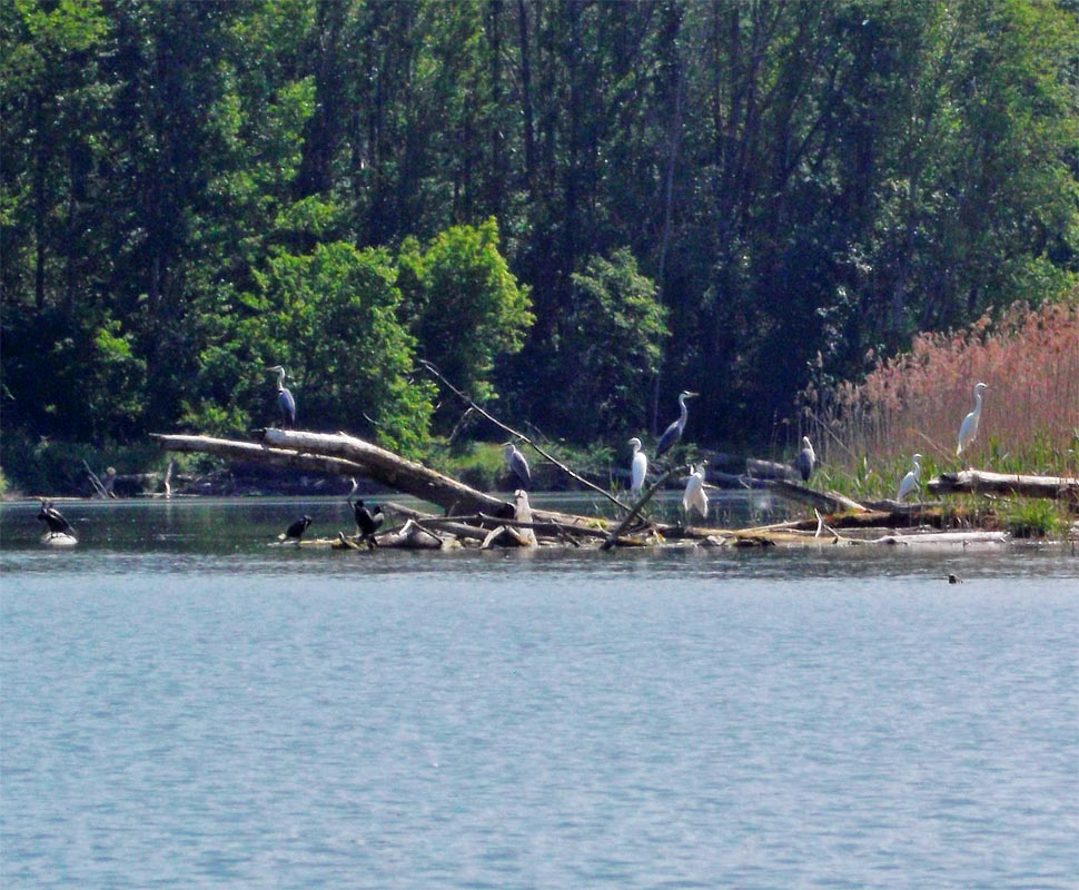 Herons - Bodicke Rameno Branch