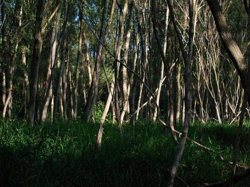 Forest on the island