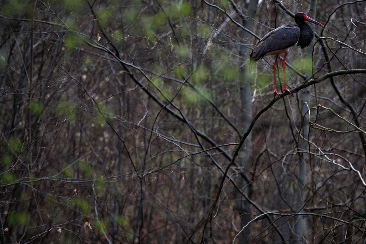 Black Stork in Vydrica Creek area in Bratislava forests