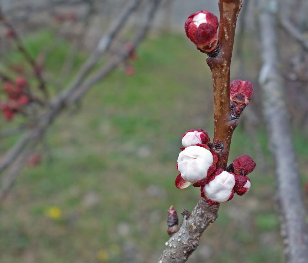 Apricot flowers, Devinska Nova Ves, March 27, 2021