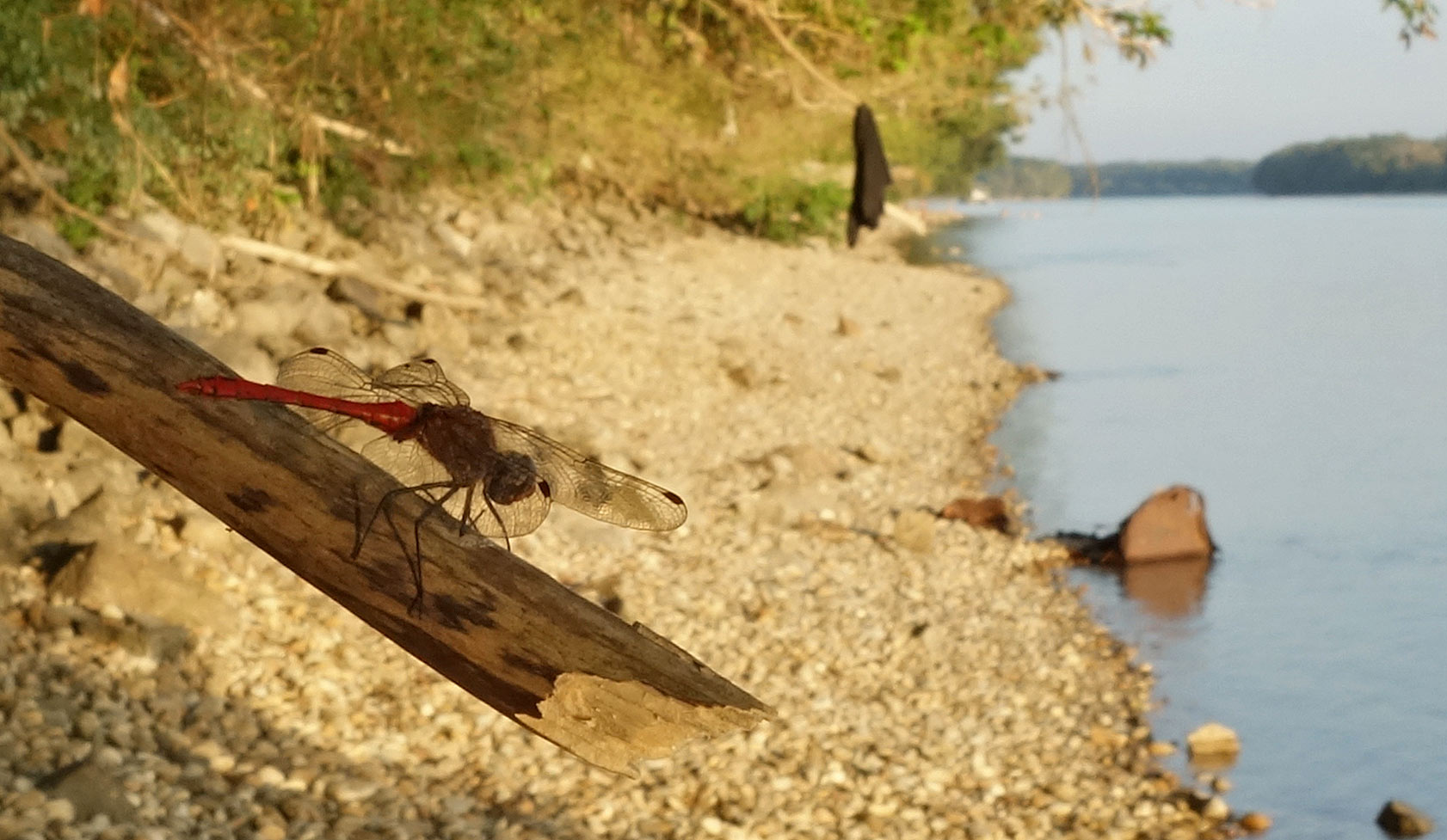 The dragonfly rested with us