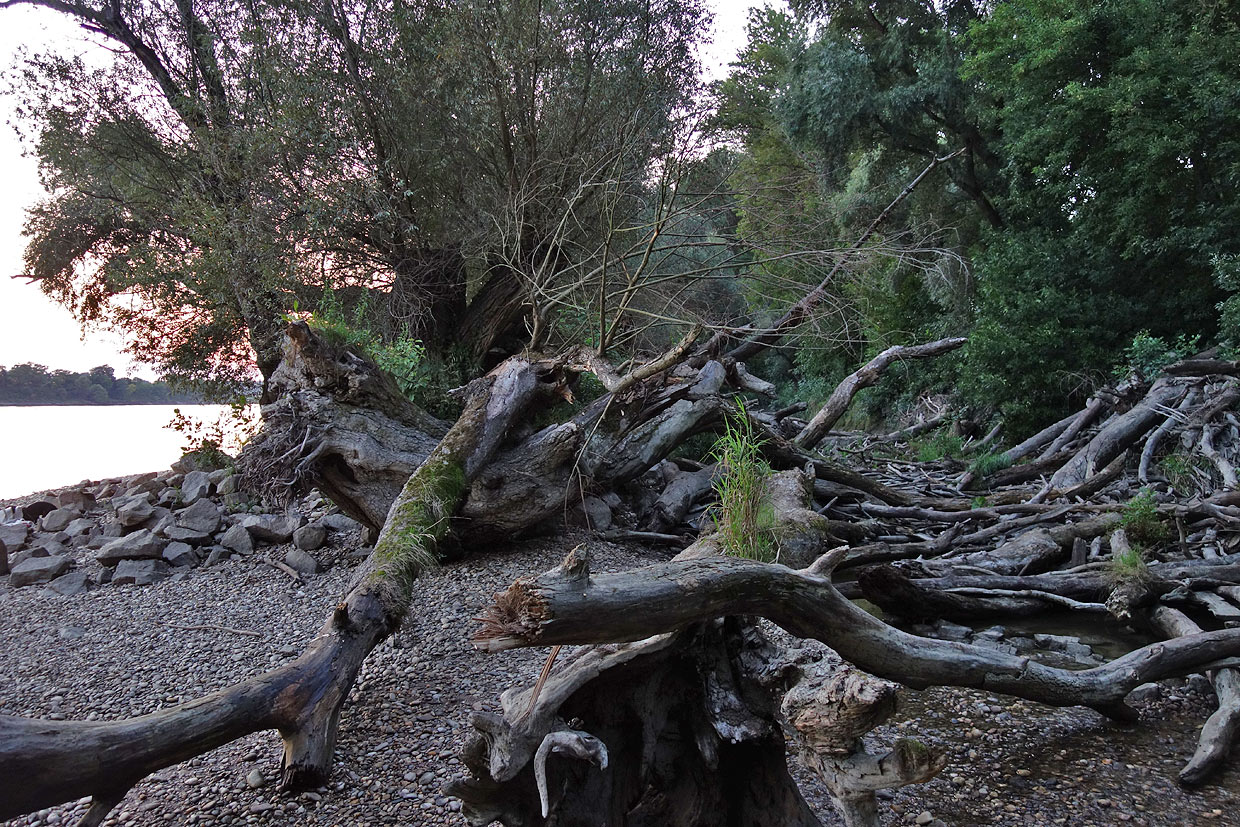 The mouth of the Devín branch without water