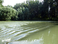 The Danube River branches 6