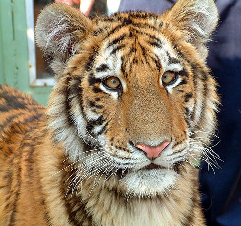 Tiger sibírsky z Oázy sibírskeho tigra za obcou Kostolná pri Dunaji