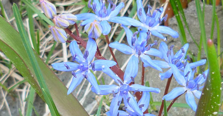 Flowers at the bank of the Danube River