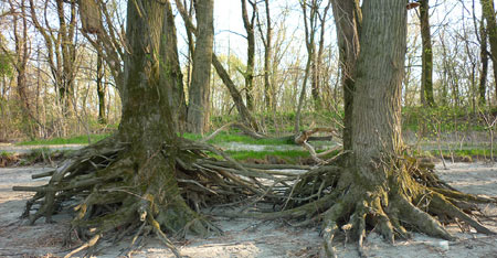 Legs of the Danube`s Baba Yaga